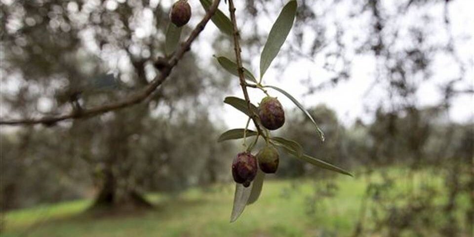 EUROPA-OLIVOS_SPANALT101