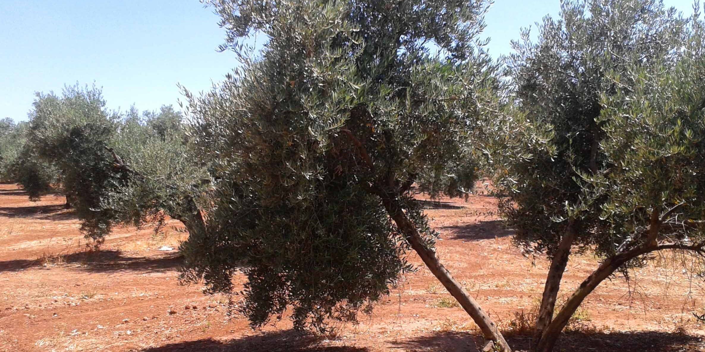 GestionNoticias_0SEGURO OLIVAR BANCO SANTANDER