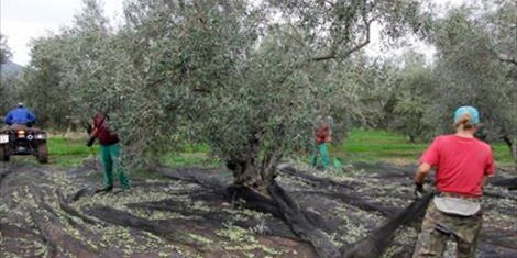 Agroinformacion.com14012015_91007