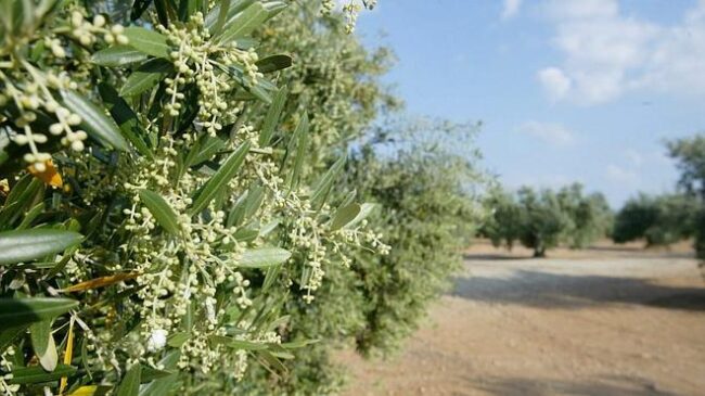 ACEITE-SUBOR1–660×371