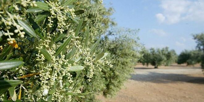 ACEITE-SUBOR1–660×371