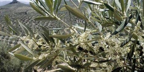 Agroinformacion.com07092015_152716