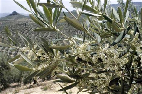 Agroinformacion.com07092015_152716