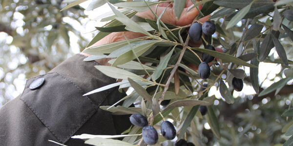 alcaniz-olivas-7-1-2015