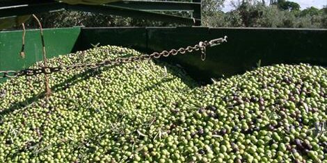 Agroinformacion.com07022016_213048