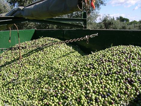 Agroinformacion.com07022016_213048