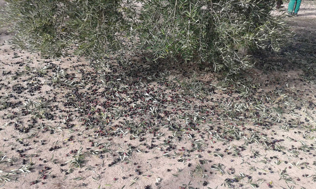 Separar-las-aceitunas-de-arbol-y-suelo-mejora-la-calidad-del-aceite-de-oliva-virgen_image_380