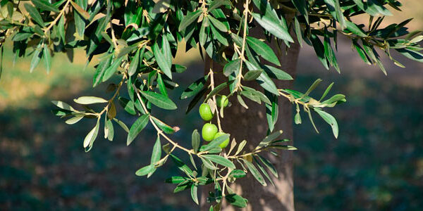 arbolaceitunas