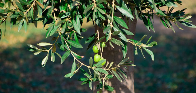 arbolaceitunas