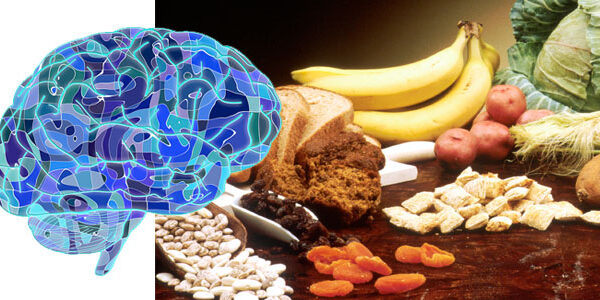dmediterranea_cerebro