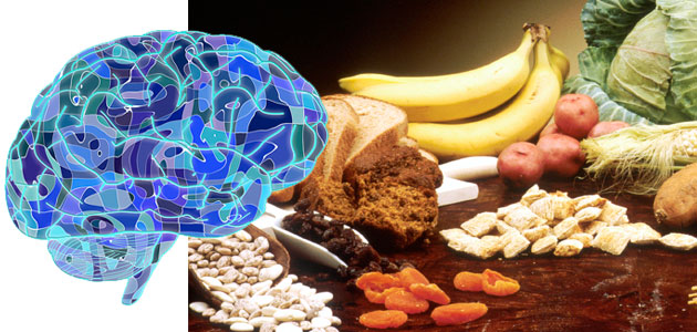 dmediterranea_cerebro