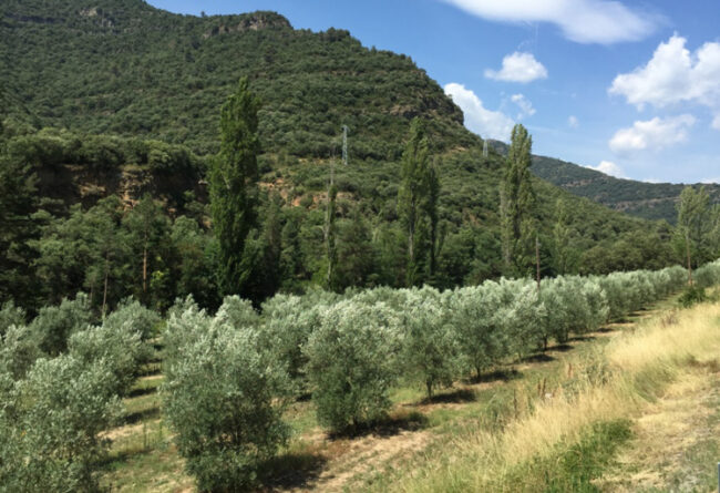 olivar-ecologico