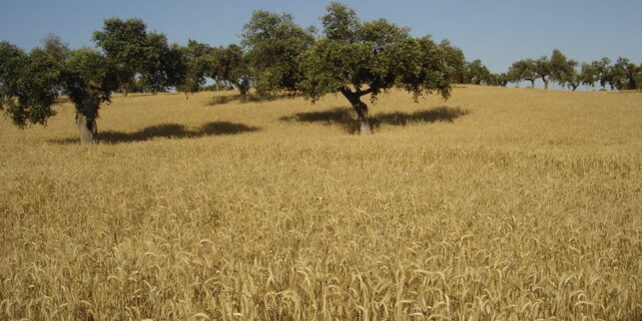 Campo-cereales-GobEx_EDIIMA20141216_0846_16