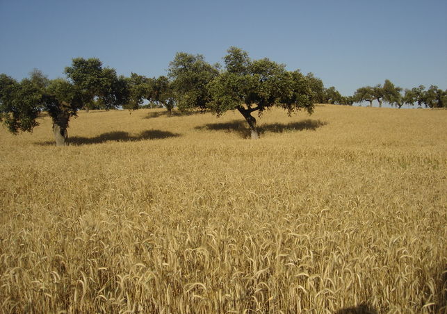 Campo-cereales-GobEx_EDIIMA20141216_0846_16