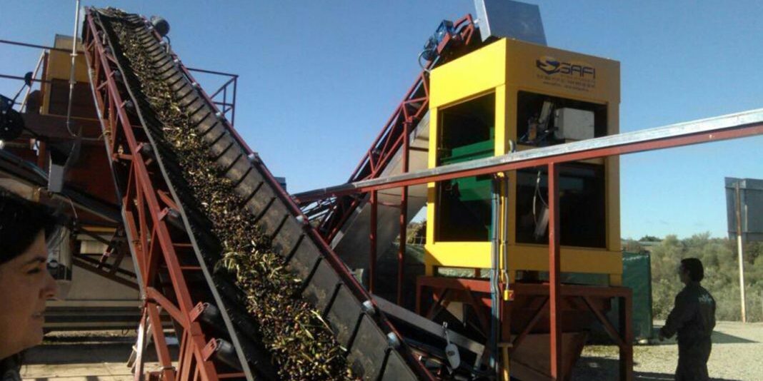 DESDE-INFAOLIVA-COSECHA-CORTA-VALORACION