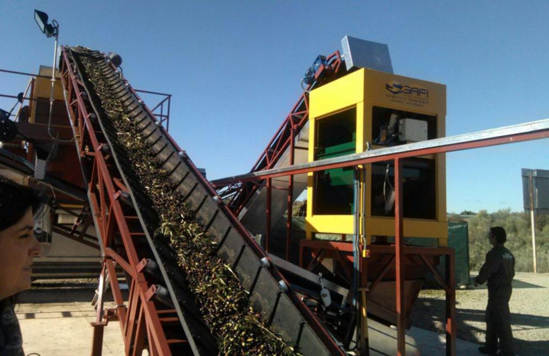 DESDE-INFAOLIVA-COSECHA-CORTA-VALORACION