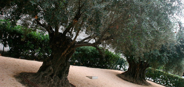 coiolivossededefinitiva3