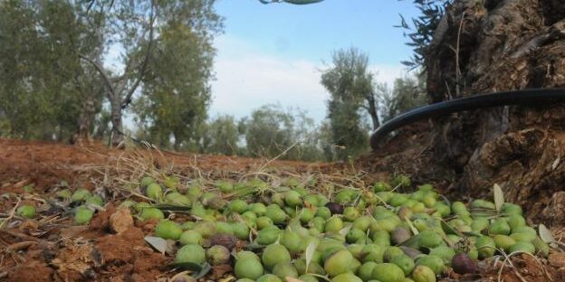 117117187–624×414