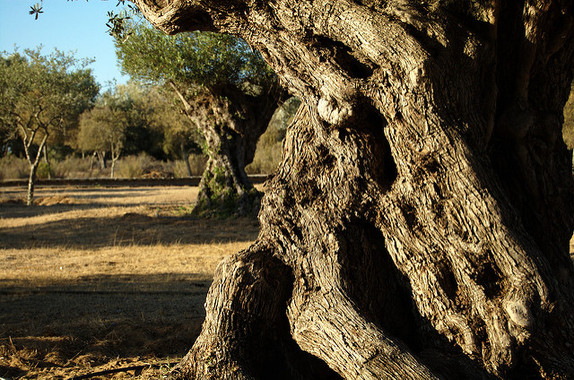 El-genoma-del-olivo-silvestre-revela-los-secretos-del-mejor-aceite_image_380