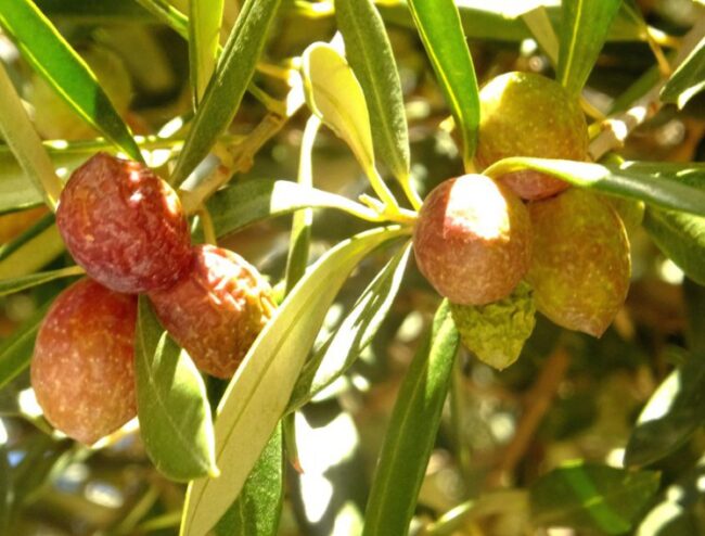 aceitunas-en-la-sequc3ada