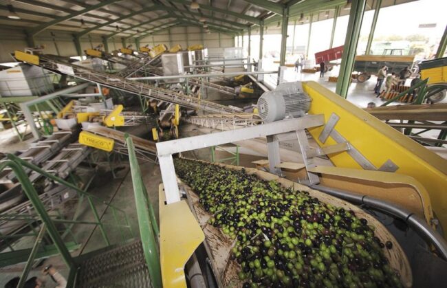 ENTRE-ALMAZARAS-Y-COOPERATIVAS