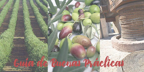 GUIAMERCACEIBUENASPRACTICAS7