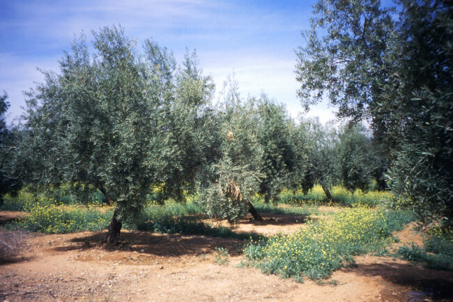 olivar_la_loma