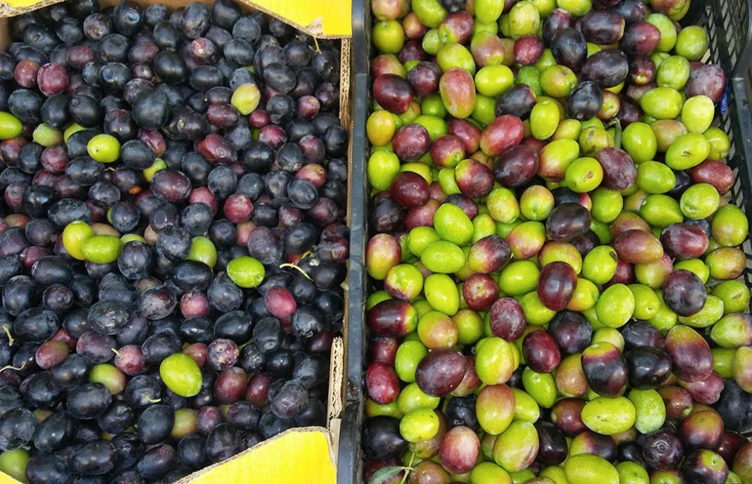 PRECIOS-ACEOTE-DE-OLIVA