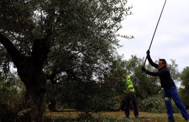 PRODUCCIÓN-DE-ACEITE-TRIMESTRE
