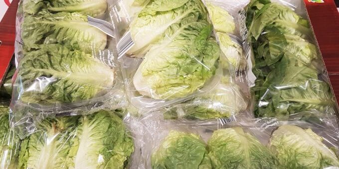 lechugas_ipod-680×494