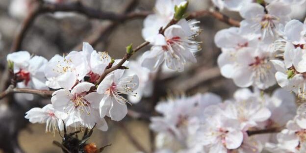 primavera-kvhG-U501198855663N9F-624×385@Ideal