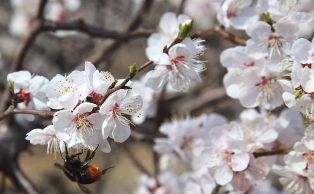 primavera-kvhG-U501198855663N9F-624×385@Ideal