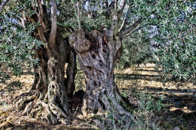 77-olive-tree-696×464