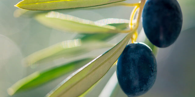 olivasarbol123rf_4055