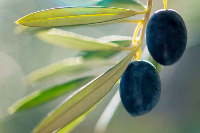 olivasarbol123rf_4055