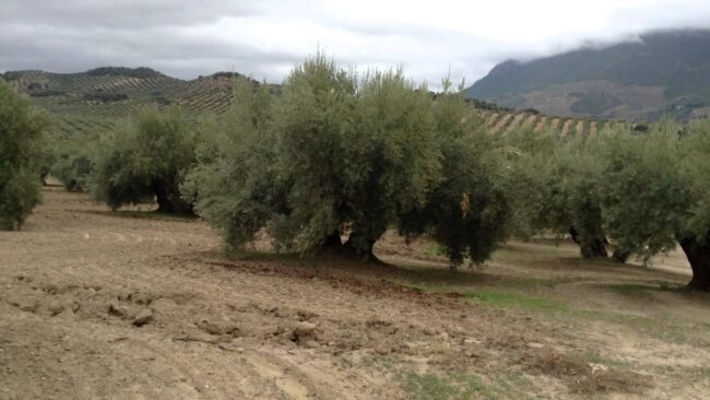 OLIVAR-DE-SECANO-PREVISIÓN-CAMPAÑA